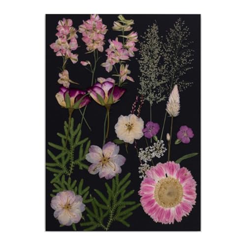 Natürliche gepresste getrocknete Blumenblätter-Set für Schmuckherstellung, Kunstharz, Kunsthandwerk, Lesezeichen, Basteln, Scrapbooking, Heimdekoration, Blume Natürliche gepresste getrocknete Blumenblätter-Set für Schmuckherstellung, Kunstharz, Kunsthandwerk, Lesezeichen, Basteln, Scrapbooking, Heimdekoration, Blume von FANSHINUO