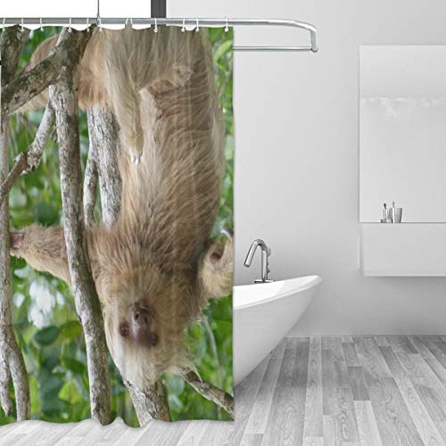 FANTAZIO Duschvorhang Faultier in Costa Rica Polyester Badvorhang mit dicken C-förmigen Haken für Badezimmer wasserdicht langlebig und super wasserdicht 182,9 x 182,9 cm von FANTAZIO