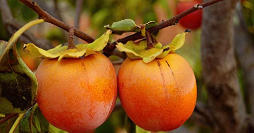 20 Pcs Persimmon Seeds Delicious Fruit Fruit seed Seeds Asian Persimmon seed Shrub Seeds Exotic Bonsai DIY For Home Garden By farmerly von FARMERLY