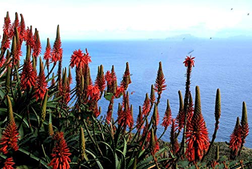FARMERLY Samen-Paket: Keim Seeds PLATFIRM-10 Samen Seltene Aloe arborescens Kranz VeraSucculent Seed Seed von FARMERLY