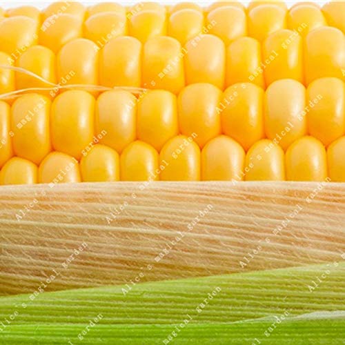 FARMERLY Samen Paket: ZLKING 20pcs Mix bunt Corn Gourmet Flavor Mais-Gemüse Bio-Gemüse Sweet Corn-Hausgarten: Gelb von FARMERLY