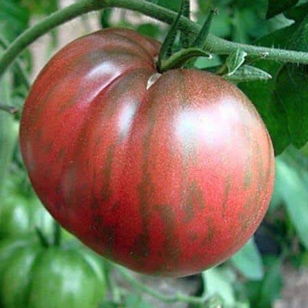 Portal Cool 10 Graines De Tomate Seltene Rosa Berkeley Abbindebatik Fleischtomate Samen Bio von SVI
