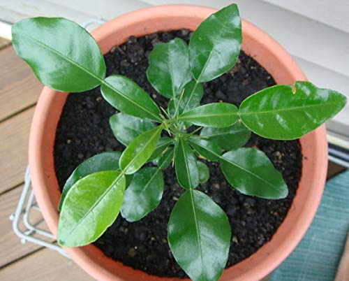 Portal Cool 10 Samen Kaffir Lime Fresh Seeds 2018 leicht anzubauen Fragrant & Bio-Quelle von FASH LADY