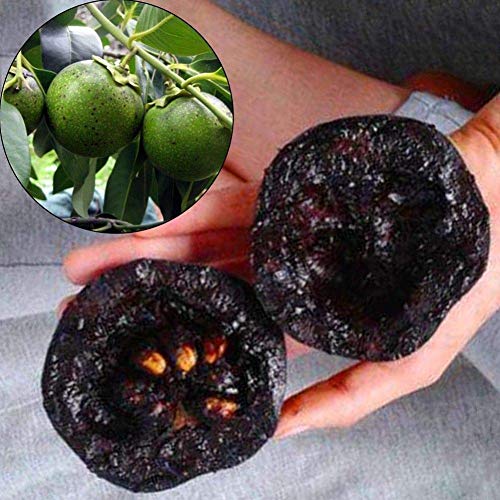 Portal Cool 10 Stücke Seltene Diospyros Digyna Black Sapote Persimmon Schokoladenpudding Obst Samen von Astonish