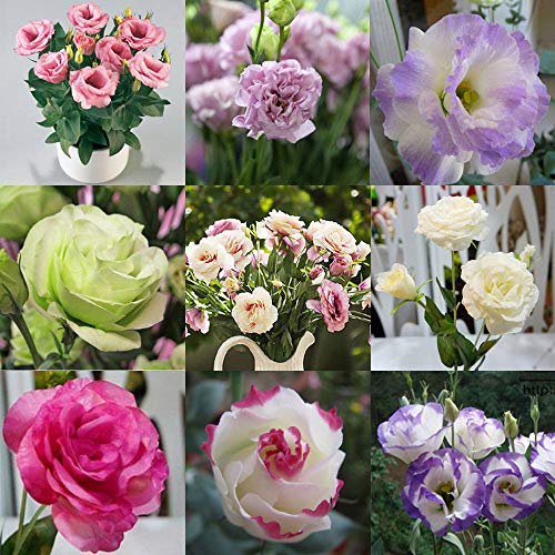 Portal Cool 10: Eustoma Grandiflorum Samen GroÃŸhausgarten Yard Balkon Pflanze Blume Lisianthus von FASH LADY