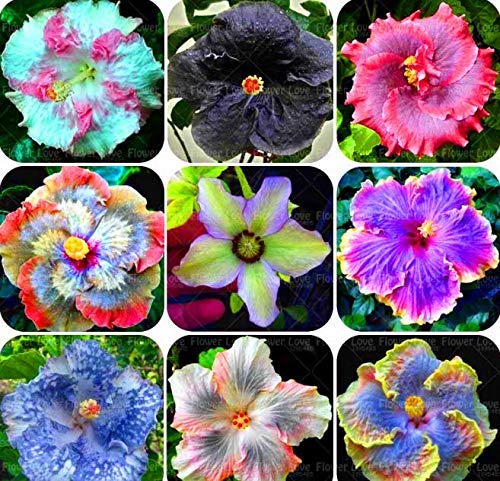 Portal Cool 100 Samen Hibiscus-Blumen-Mix Farbe Riesen Exotic Coral Garten Hibiskus-Blume von FASH LADY