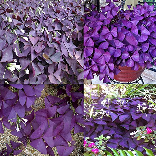 Portal Cool 100 Stücke Oxalis Samen: 10X / Beutel Einfach Wachsen Triangularis Samen Shamrock-Oxalis Lampen Mehrjährige Blattblume Portal Cool 100 Stücke Oxalis Samen: 10X / Beutel Einfach Wachsen Triangularis Samen Shamrock-Oxalis Lampen Mehrjährige Blattblume von FASH LADY