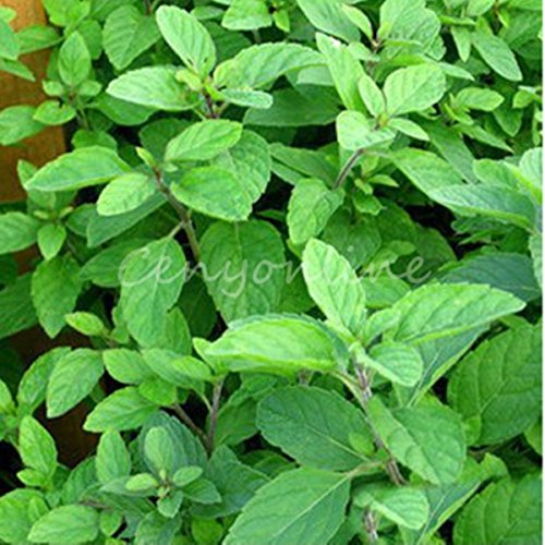 Portal Cool 1000 Stücke Herb Green Mint Minze Pfefferminz Mentha Viridis Pflanzen Samen von FASH LADY