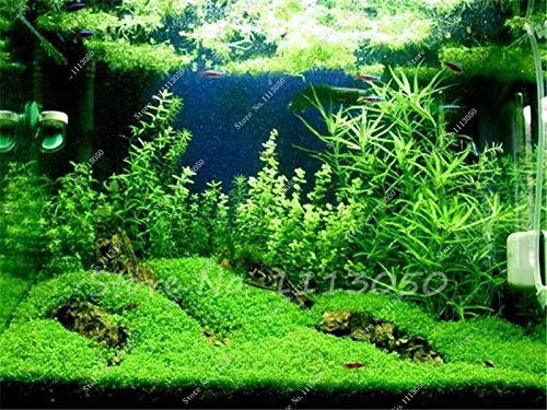 Portal Cool 2: Mischaquarienpflanzen Grassamen Wasser Gras Rasen Fisch-Aquarium Dekorative Landsc von FASH LADY