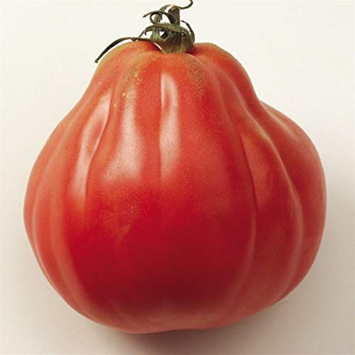 Portal Cool 20 Samen/Samen der Tomate Ligurien Bio (Rare) von SVI