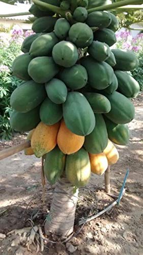 Portal Cool 20 Samen: Selten! Zwerg Waimanalo Papaya! Tropische Fruchtbaum-Samen-Anlage Red & Yellow 50+ von SVI
