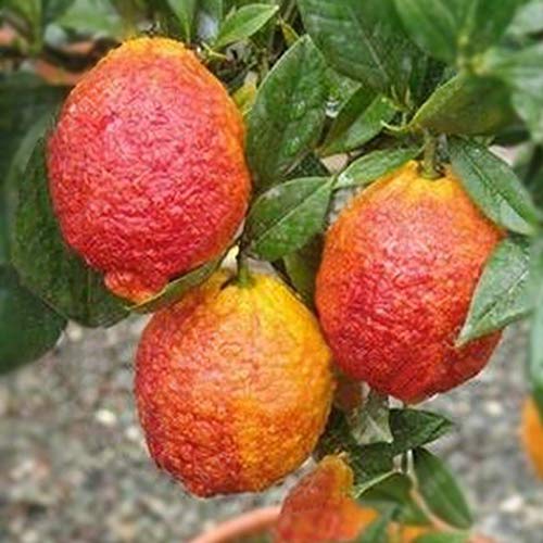 Portal Cool 20 Stücke Rote Zitrone Samen Bonsai Baum Farbe Aromatische Samen Einer Immergrünen Pflanze Portal Cool 20 Stücke Rote Zitrone Samen Bonsai Baum Farbe Aromatische Samen Einer Immergrünen Pflanze von FASH LADY
