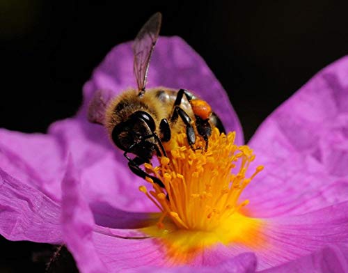 Portal Cool 200 Samen: Cistus Creticus 50-1000 Samen kretischen Rock Rose Rosa Hoary Cistus Incanus von SVI