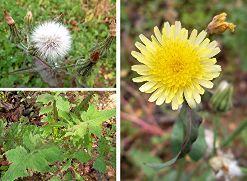 Portal Cool 200 Semi Sonchus oleraceus Grespino Stadt Essbare Gras Sow Thistle Samen Portal Cool 200 Semi Sonchus oleraceus Grespino Stadt Essbare Gras Sow Thistle Samen von FASH LADY