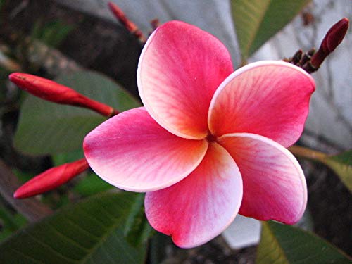 Portal Cool 3 Samen Frangipanier Rosa und weiÃŸe (Plumeria Rubra Elsie) G944 Frangipani Seeds von SVI