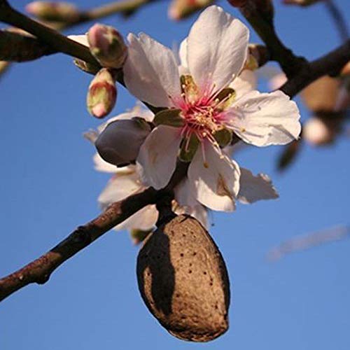 Portal Cool 5-Frisch-Bitter-Mandel-Prunus-Dulcis-Samen-Bio-Ideal-Wurzelstock-zum Pfropfen von FASH LADY