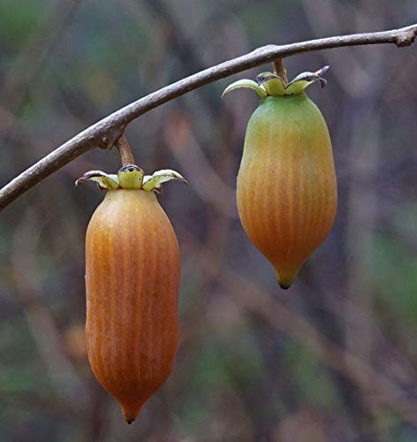 Portal Cool 5 Samen Matatabi (Actinidia polygama) Silber Vigne T98 silberne Rebe Samen von FASH LADY