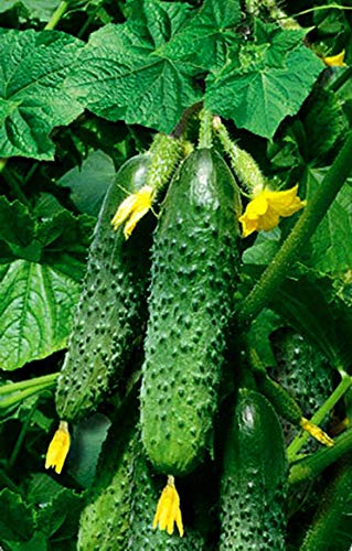 Portal Cool 50 Samen: Gurke Masha F1 Samen Hybrid Gurken Samen 10 Samen oder 50 Samen oder 100 Samen von SVI