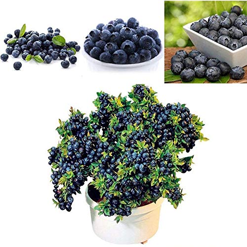 Portal Cool 50 Stücke Blaubeerbaum Samen Obst Blaubeersamen Topf Bonsai Samen Pflanze Dazzlin von SVI