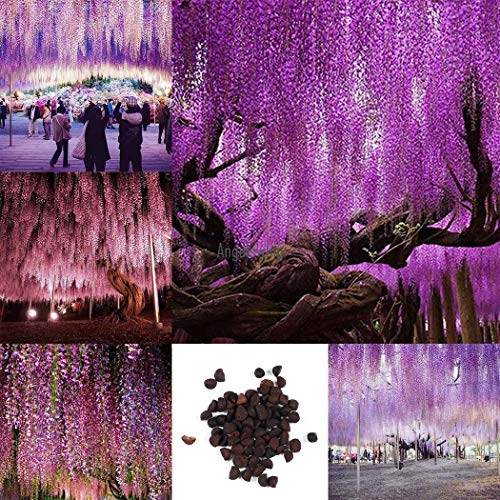 Portal Cool 50 Stücke: Glyzinien Sinensis SüÃŸe Samen Seltene Glyzinien Lila Blumen Samen Home Agsg von FASH LADY