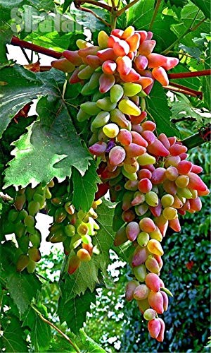 Portal Cool 50 teile/beutel seltene finger trauben samen natürliches wachstum trauben köstliche bonsai pflanzen von FASH LADY