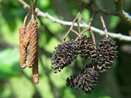 Portal Cool 500 Samen: Europäischer Schwarzerle, Common Alder (Alnus glutinosa) -200/500/1200/3000 Seeds + Gift von SVI