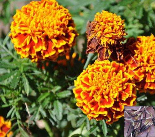 Portal Cool Afrikanische Ringelblume - Fantastic Orange - 300 Samen - Tagetes Erecta # 1034 von SVI