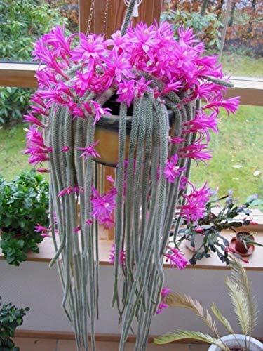 Portal Cool Aporocactus Flagelliformis Atemberaubende Ratte Schwanz Rosa Blumen Kaktus Bonsai 50 Samen von SVI