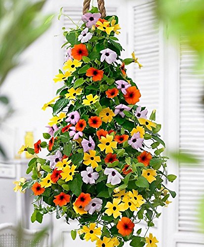 Portal Cool Bio-Climbing Blumen-Samen Rudbeckie Vine (Thunbergia Alata) Mix von FASH LADY