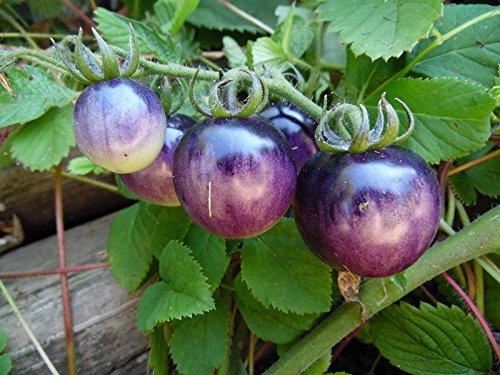 Portal Cool Bosque Blue Bumblebeetomato-Samen! Wir verkaufen 7 Arten von Hummel-Tomaten! von SVI