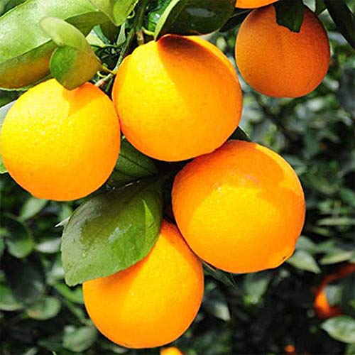 Portal Cool Ea01 262D Schöne Orangenbaum Samen Navel Orange Samen 10 Teile/beutel Seltene Obstgarten von SVI