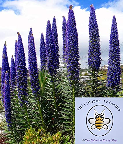 Portal Cool Echium fastuosum (Echium candicans) Nattern - 20 Fresh Seeds - Rare von SVI