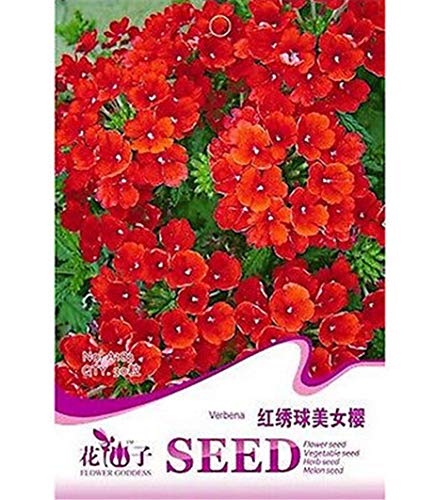 Portal Cool Fd1629 Seltene rote Verbene Samen Verbena Hybrida Gartenblume ~ 1 Packung 30 Samen ~? von SVI