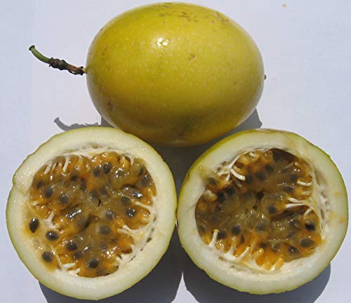 Portal Cool Gelbe Passionsblumensamen - Passiflora Lutea - Tropische Rebe - 10 Samen von FASH LADY