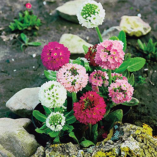 Portal Cool Kings Seeds - Primula Denticulata (Kugelprimel) - 275 Samen von FASH LADY