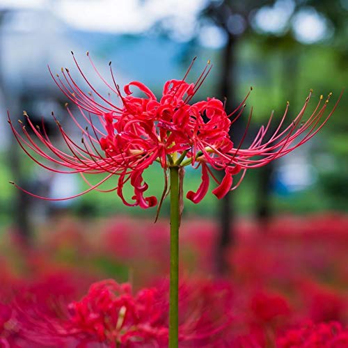 Portal Cool Lycoris Radiata Samen Lilien-Blumen-Staudengarten Pflanzen Zimmerpflanze 100 Stück von SVI