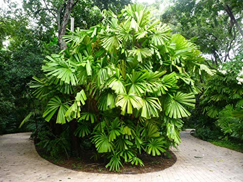 Portal Cool Mangrove Fan Palm - Licuala Spinosa - 10 Seeds - Tropicals von FASH LADY