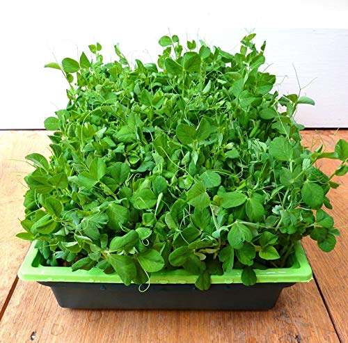 Portal Cool Micro Grünen Pea Shoots Wachsen Sie Ihre eigene Winter-Windowsill Salate 25 Gramm Samen Portal Cool Micro Grünen Pea Shoots Wachsen Sie Ihre eigene Winter-Windowsill Salate 25 Gramm Samen von FASH LADY