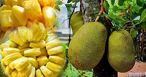 Portal Cool Neue 10 Samen Jackfruit Seeds 100% Fresh Organic Tree Keimung Fresh Cleand658 von FASH LADY