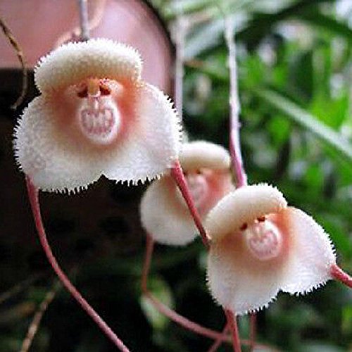 Portal Cool Neue 10 Stücke Orchidee Samen Schöne Pflanze Blumengarten Seltene Affengesicht von FASH LADY