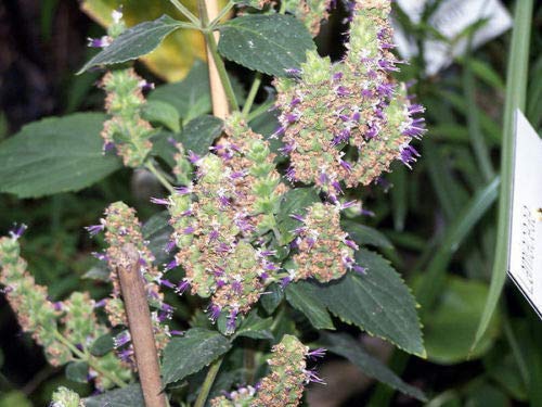 Portal Cool Patchouli-Samen Agastache Rugosa Rare Organic 100 Seed von FASH LADY