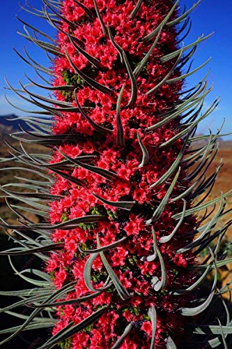 Portal Cool Red Tajinaste Gigante - Echium Wildpretii - Turm von Juwelen 50 Samen von SVI