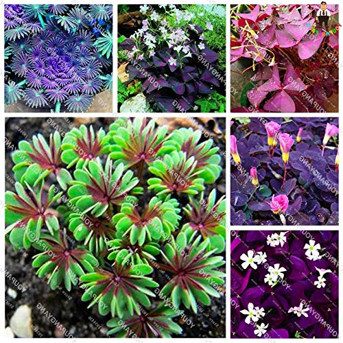 Portal Cool Regenbogen Lila Sauerampfer Blume Oxalis Samen Oxalis Bonsai Shamrock 100 Stücke Portal Cool Regenbogen Lila Sauerampfer Blume Oxalis Samen Oxalis Bonsai Shamrock 100 Stücke von FASH LADY