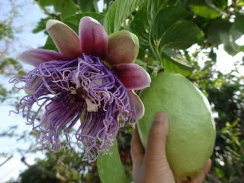 Portal Cool Riesen Granadilla - Passi Quadrangularis Passionsfrucht-Blumen-Rebe 10 Samen Portal Cool Riesen Granadilla - Passi Quadrangularis Passionsfrucht-Blumen-Rebe 10 Samen von FASH LADY