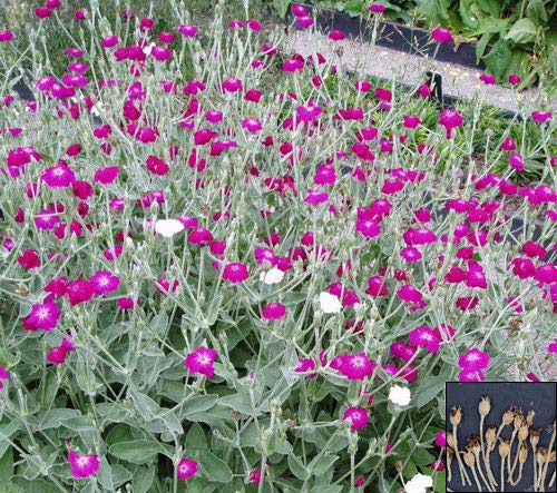 Portal Cool Rose Champion - Lychnis Coronaria - 1100 Samen - mehrjährige Blume # 750 von SVI