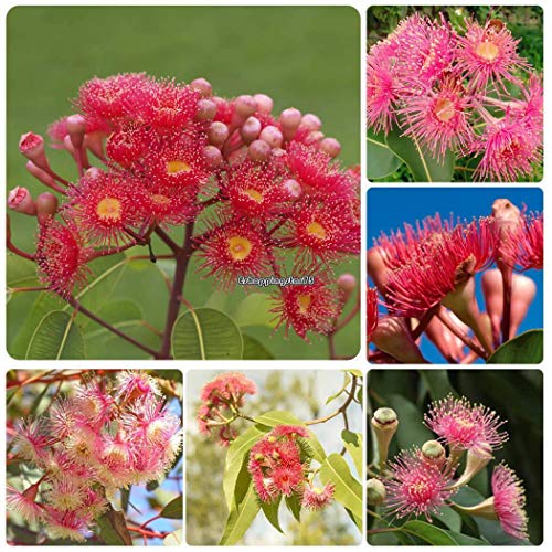 Portal Cool Rot: New Nice Adorable Flower Duftende Blüten Saflor Eukalyptus Samen Eh7E Portal Cool Rot: New Nice Adorable Flower Duftende Blüten Saflor Eukalyptus Samen Eh7E von FASH LADY