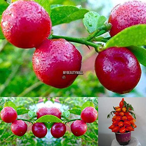 Portal Cool Rote Zitronenbaum Blutorange Organische Frucht Samen Bonsai Rote Limette Samen 20 Stücke E von FASH LADY