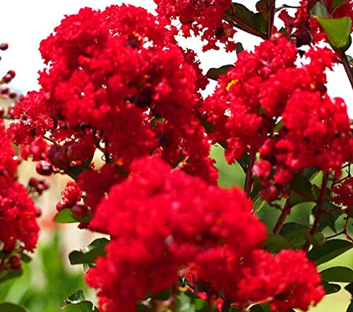 Portal Cool Rote blühende Crepe Myrtle Seeds Lagerstroemia Indica Strauch Kleiner Baum Pot Seed von FASH LADY