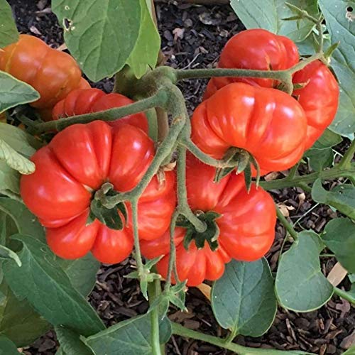 Portal Cool Samen Paket: 0,2 g: Samen für Costoluto-Genovese-Tomaten | Lycopersic | Amkha-Samen Portal Cool Samen Paket: 0,2 g: Samen für Costoluto-Genovese-Tomaten | Lycopersic | Amkha-Samen von FASH LADY