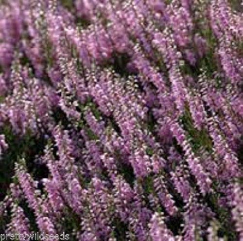 Portal Cool Samen Paket: 0.5G = 18.000 Samen: Scottish Heather Seeds Cuna 3600 bis 1.800.000, Samen Portal Cool Samen Paket: 0.5G = 18.000 Samen: Scottish Heather Seeds Cuna 3600 bis 1.800.000, Samen von FASH LADY